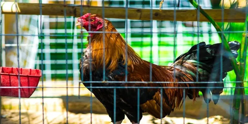 Kinh nghiệm chơi đá gà Thomo dễ thắng nhất